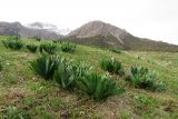 Ungernia victoris