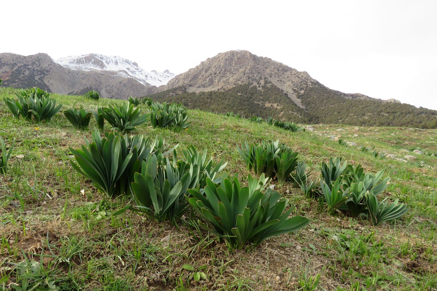 Image of Ungernia victoris specimen.