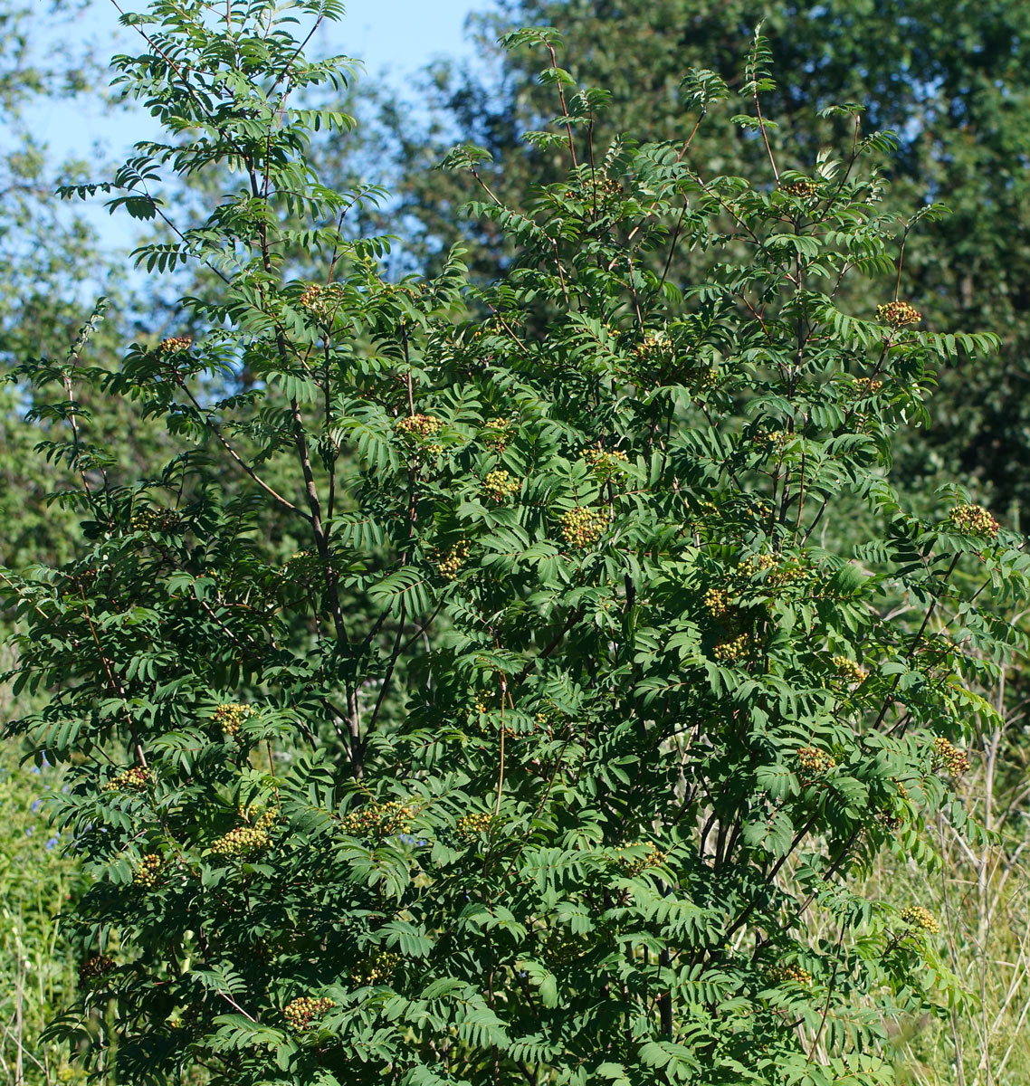 Image of Sorbus aucuparia specimen.