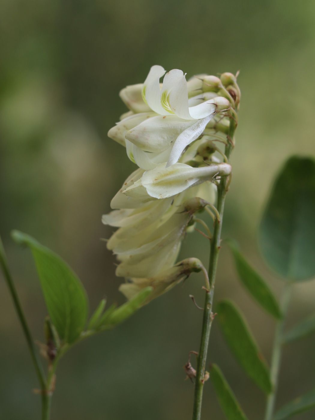 Изображение особи Hedysarum flavescens.