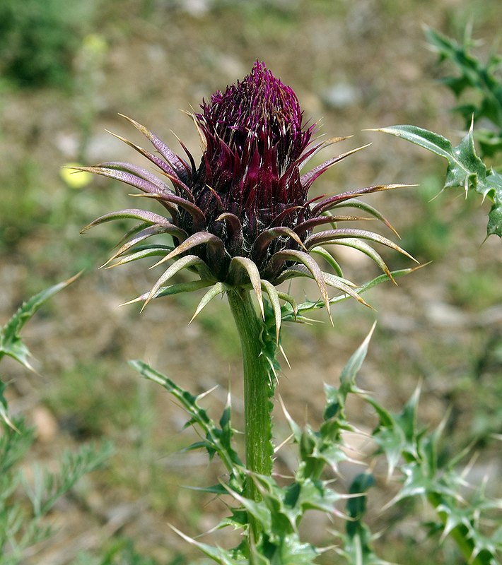 Изображение особи Carduus onopordioides.