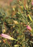 Convolvulus chinensis