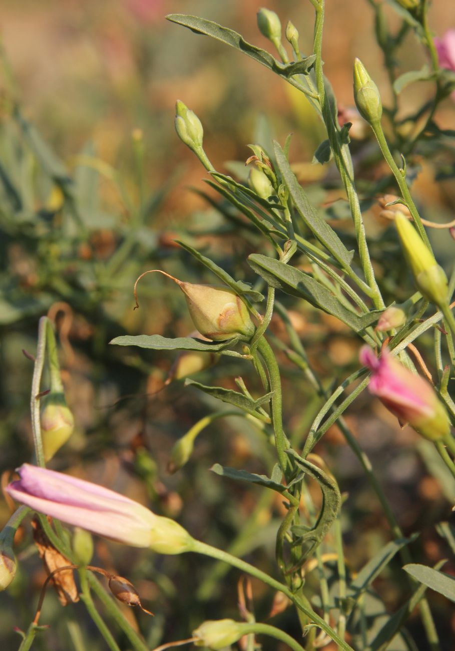 Изображение особи Convolvulus chinensis.