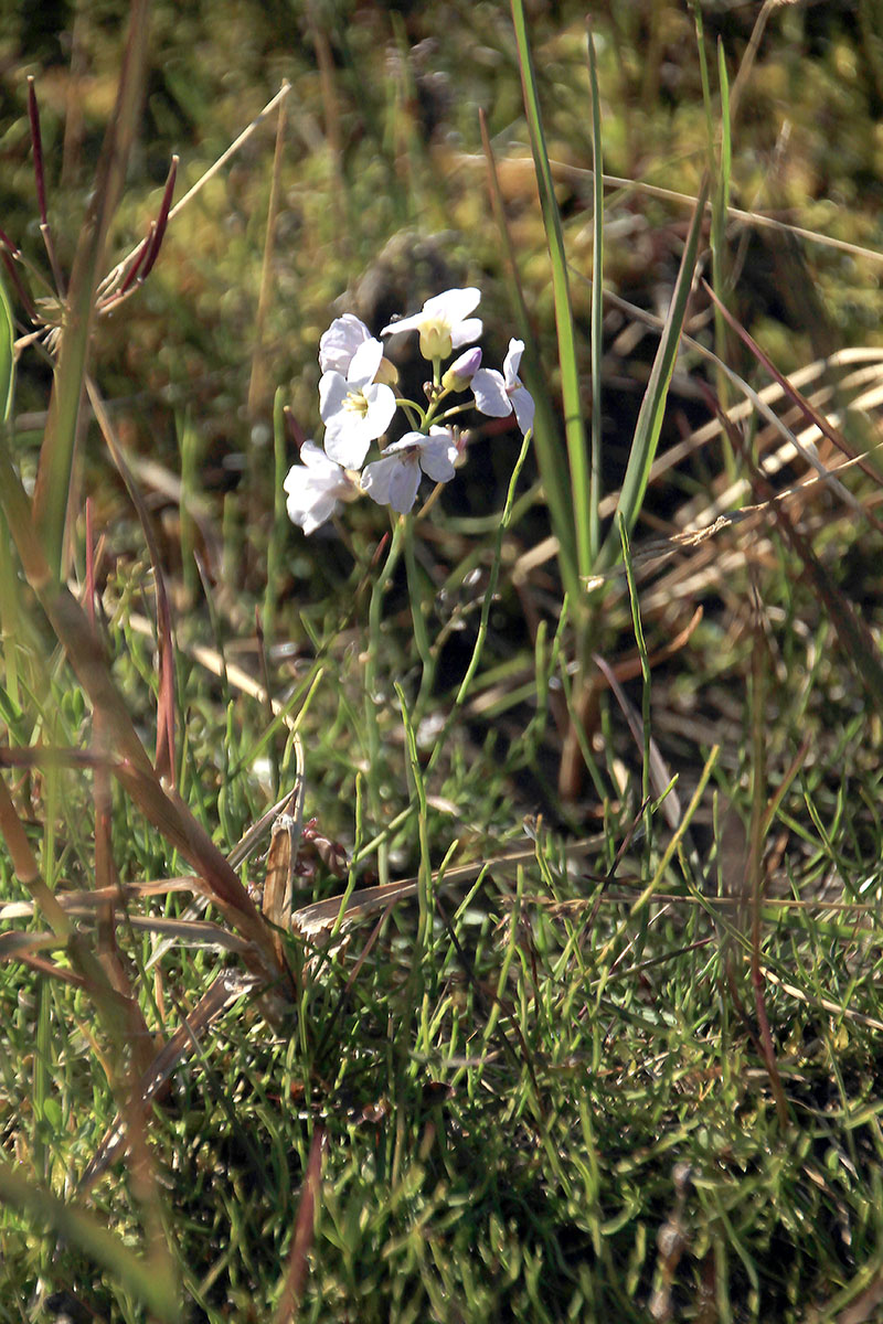 Image of Parrya nudicaulis specimen.