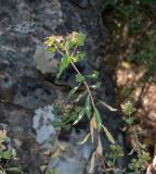 Euphorbia hierosolymitana