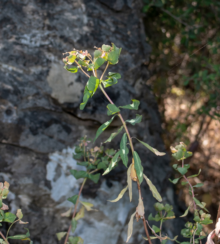 Image of Euphorbia hierosolymitana specimen.