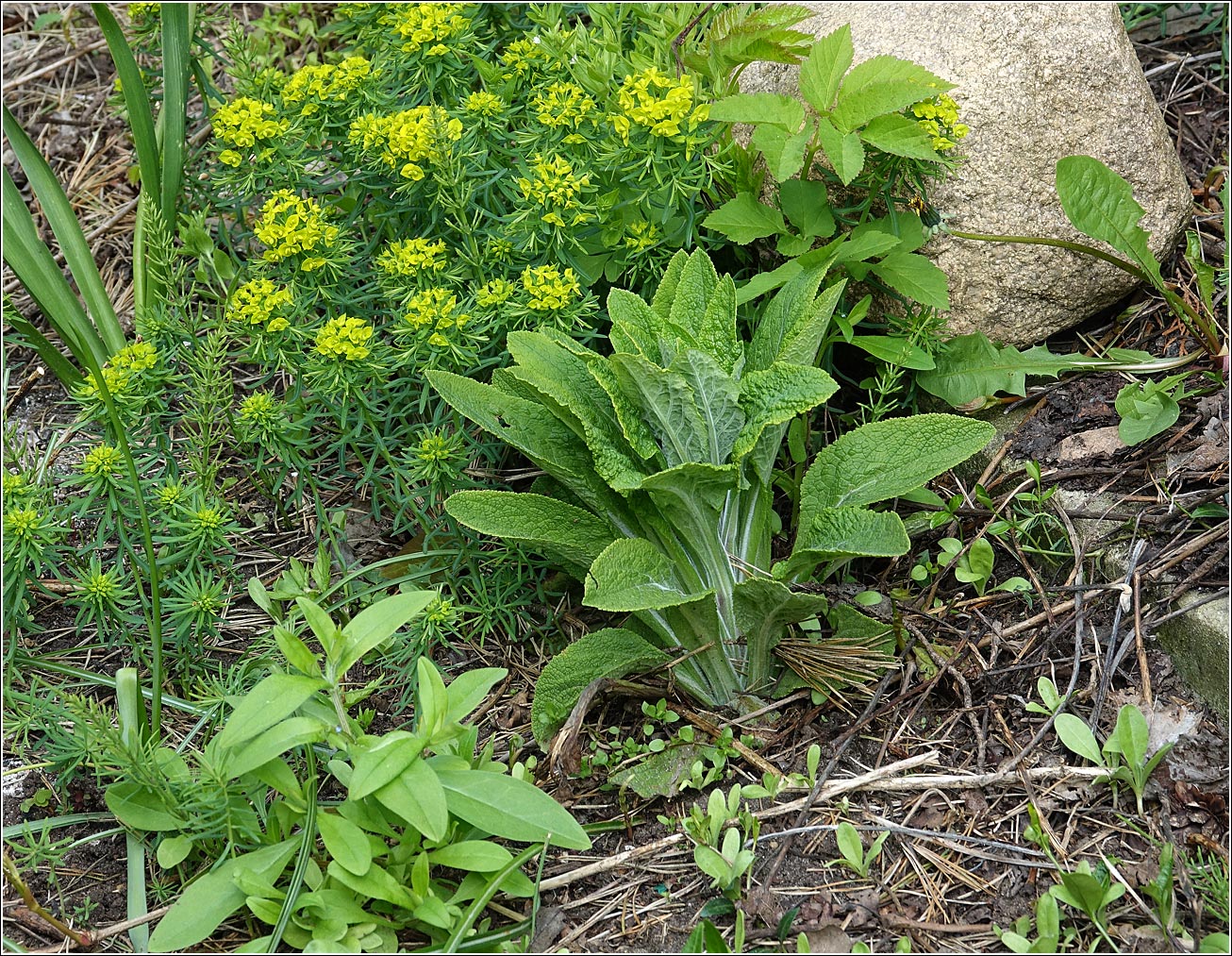 Изображение особи Digitalis purpurea.