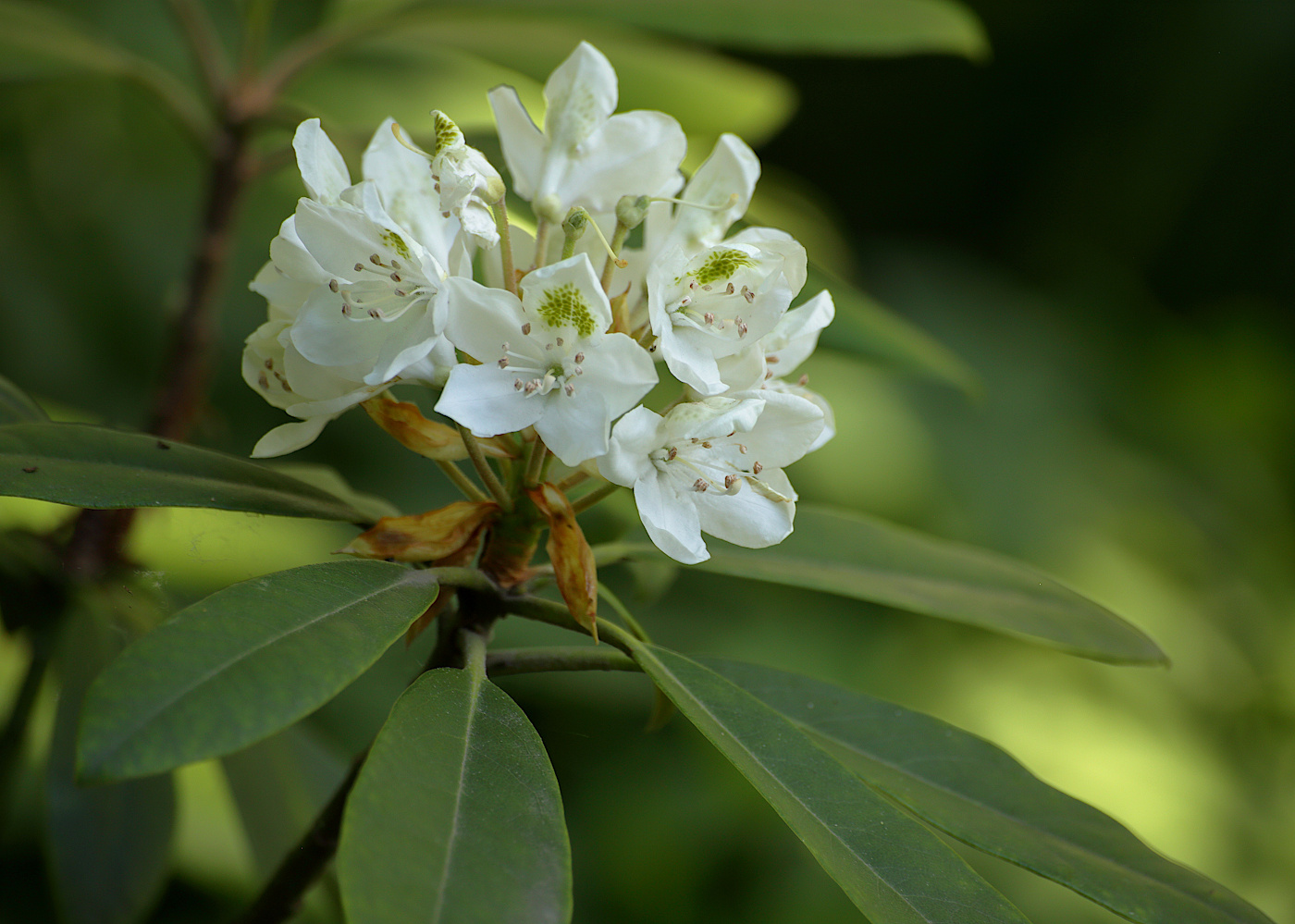 Изображение особи Rhododendron maximum.