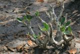genus Pachypodium. Вегетирующее растение. Мадагаскар, провинция Туамасина, регион Ацинанана, заповедник \"Пальмариум\". 13.10.2016.