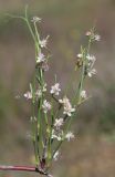 Calligonum aphyllum