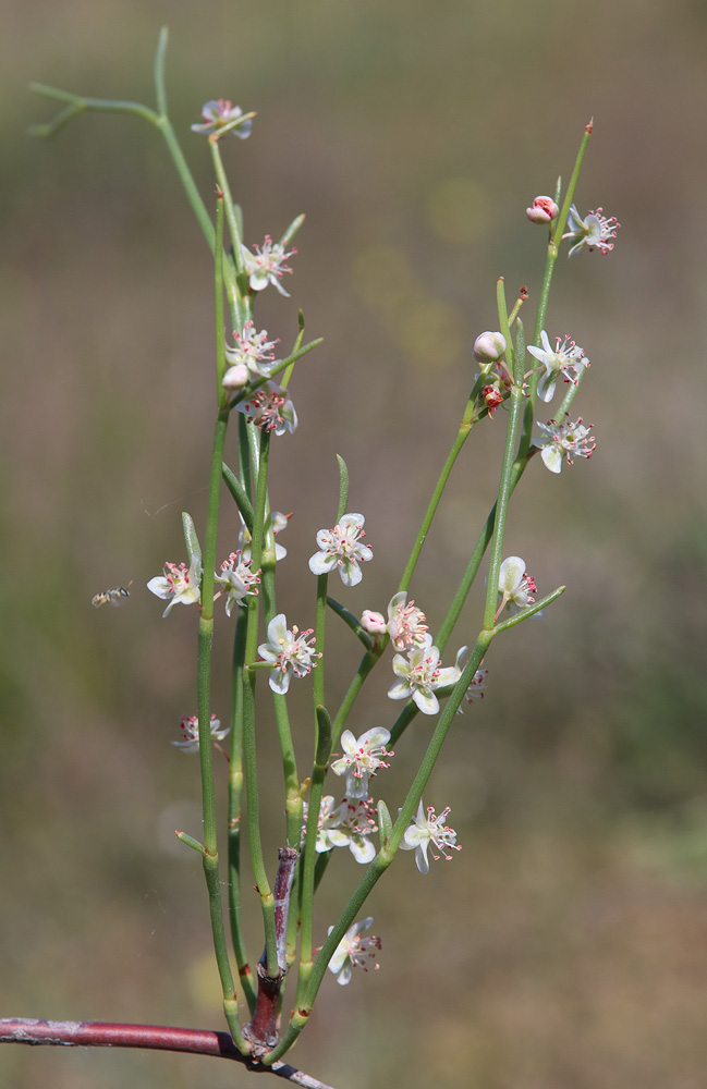 Image of Calligonum aphyllum specimen.