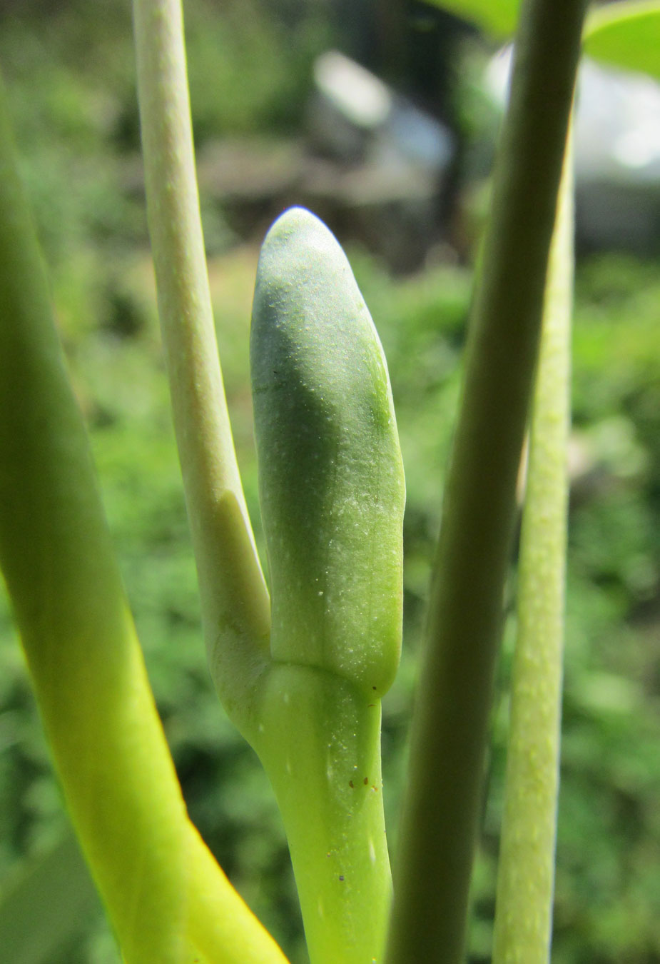 Изображение особи Liriodendron chinense.