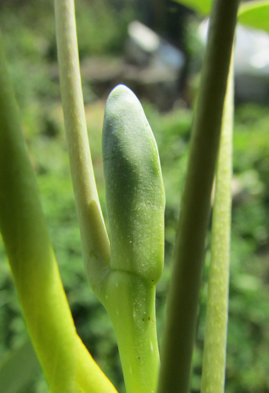 Image of Liriodendron chinense specimen.