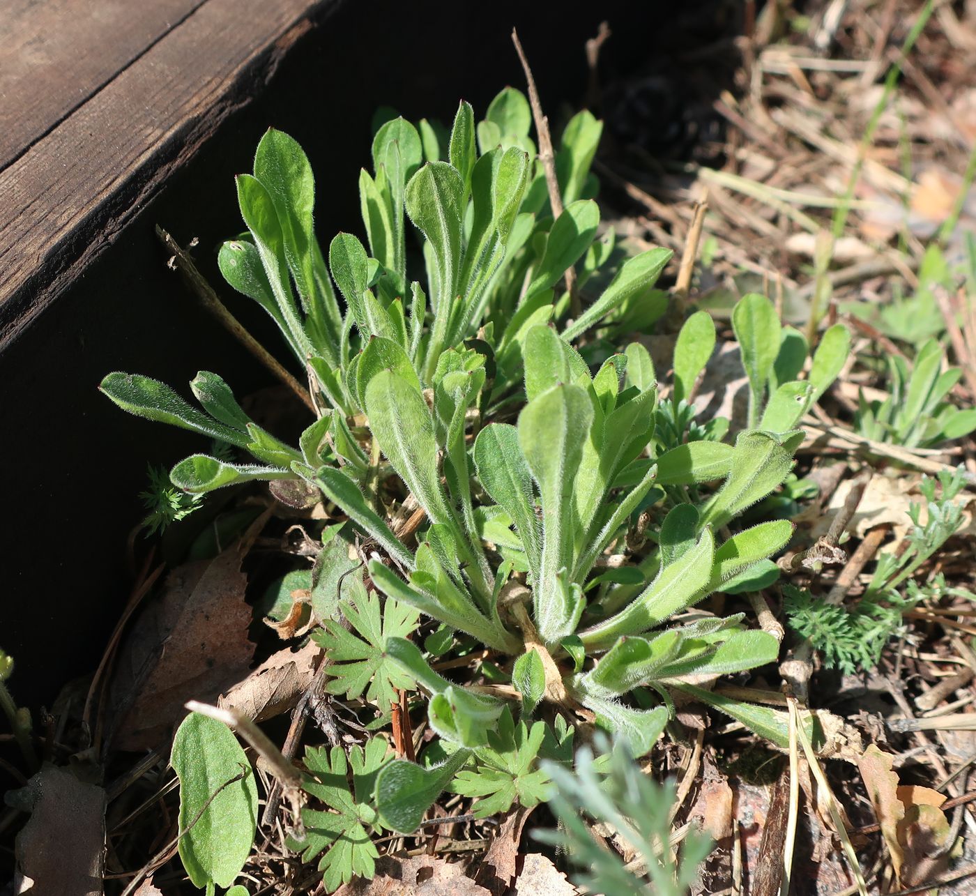 Изображение особи Silene nutans.