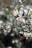 genus Hakea. Побеги с цветками. Австралия, штат Тасмания, национальный парк \"Tasman\". 03.01.2011.
