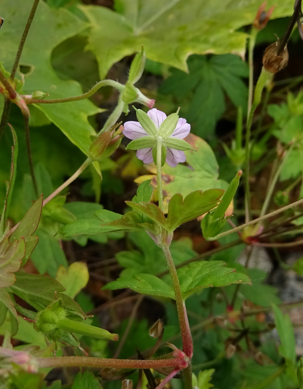 Image of Geranium sibiricum specimen.