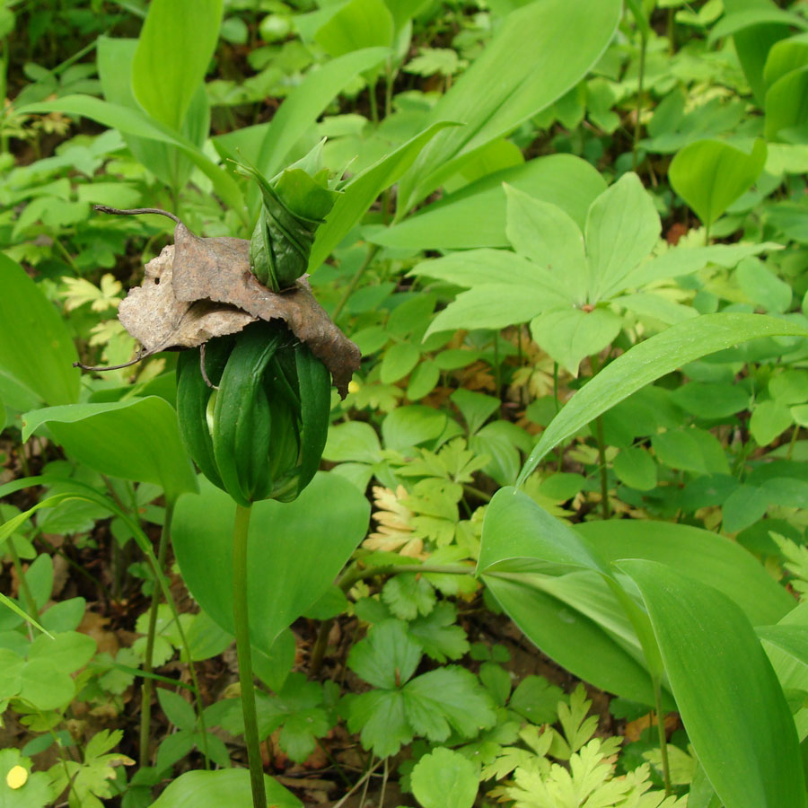 Image of Paris verticillata specimen.