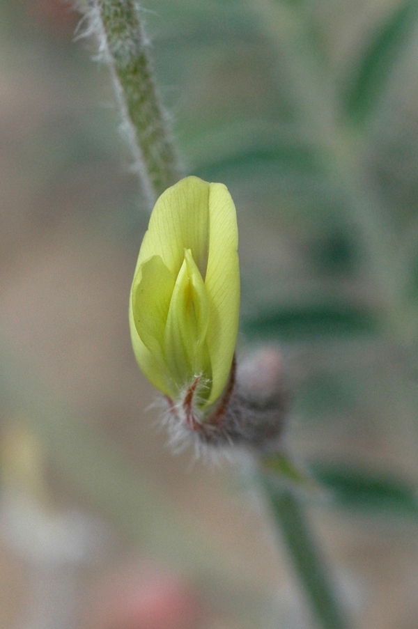 Изображение особи Astragalus turczaninowii.