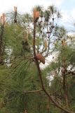 genus Pinus. Ветвь с молодыми шишками. Китай, провинция Юньнань, нац. парк \"Шилинь\". 06.03.2017.