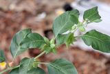 Withania somnifera