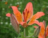 Lilium pensylvanicum