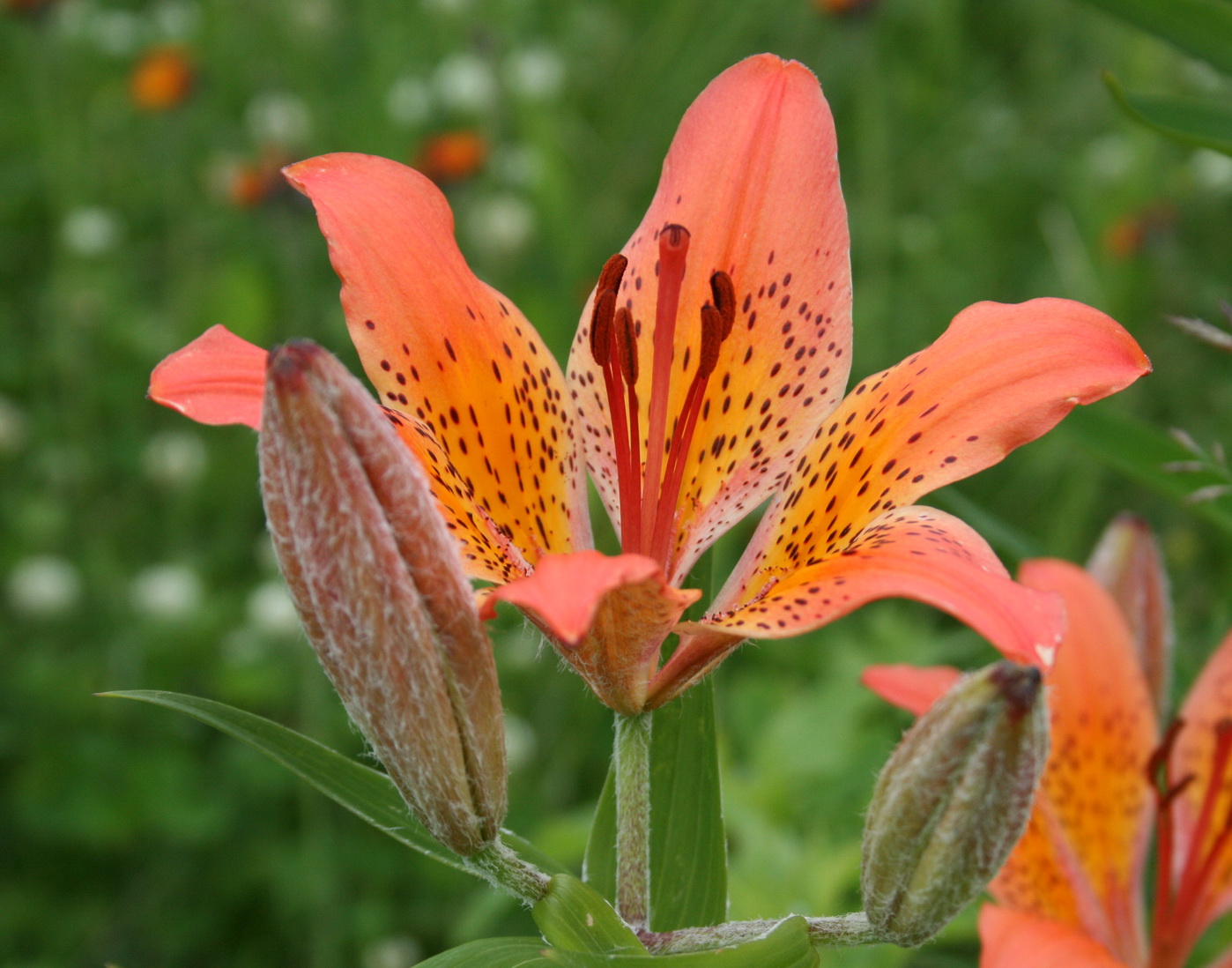 Image of Lilium pensylvanicum specimen.