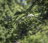 Sorbus aucuparia. Верхушка цветущей веточки с высохшим соплодием прошлого года. Ярославская обл., г. Переславль-Залесский, дендрологический парк им. С. Ф. Харитонова, в культуре. 12.06.2022.