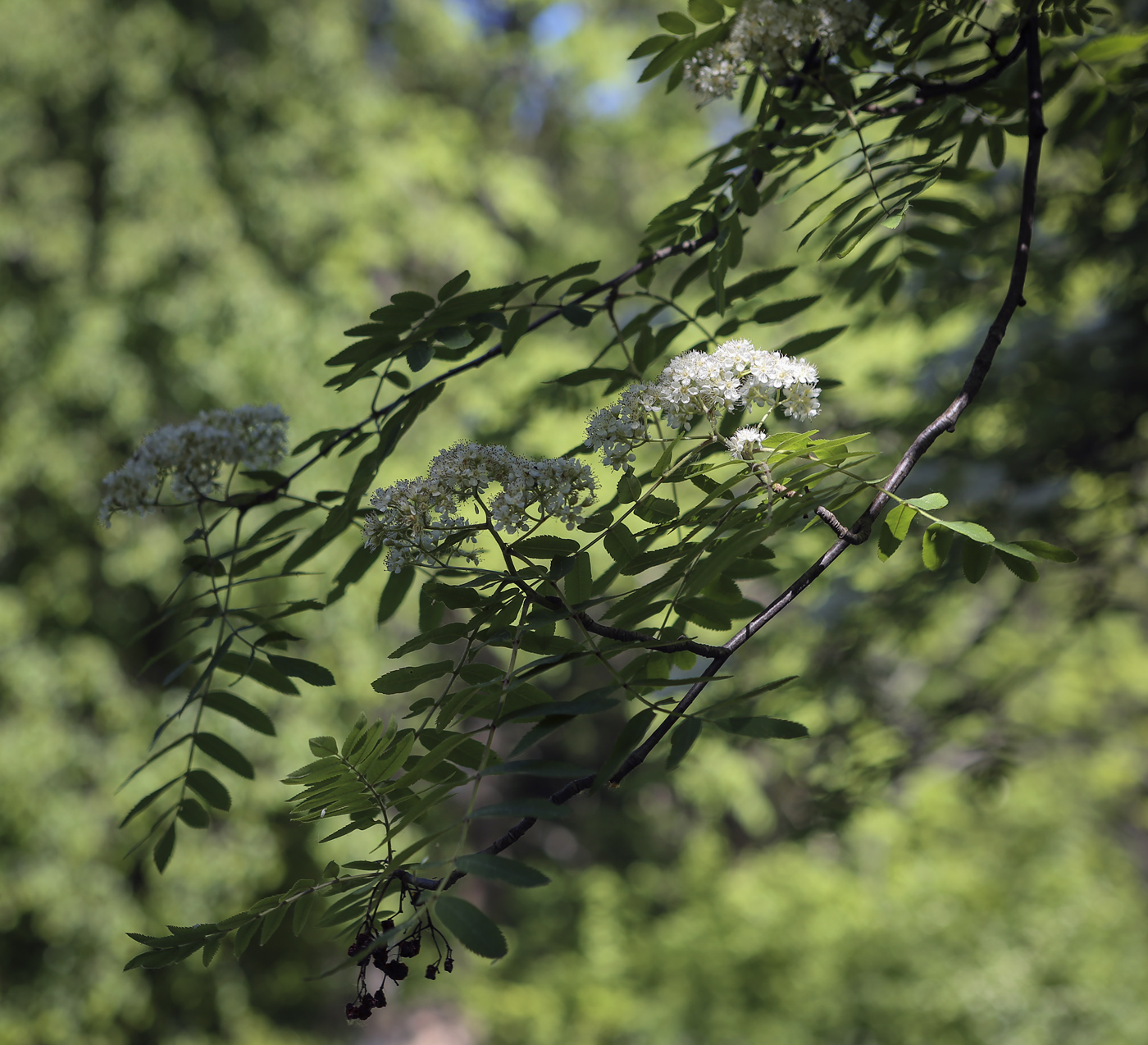 Изображение особи Sorbus aucuparia.