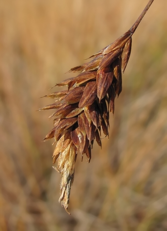 Image of Carex limosa specimen.