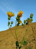 Sonchus arvensis subspecies uliginosus. Верхушка цветущего растения. Томск, между пос. Новый и мкр. Зелёные горки, заброшенные садовые участки, в нижней части глинистой насыпи под стройплощадкой. 21.09.2016.