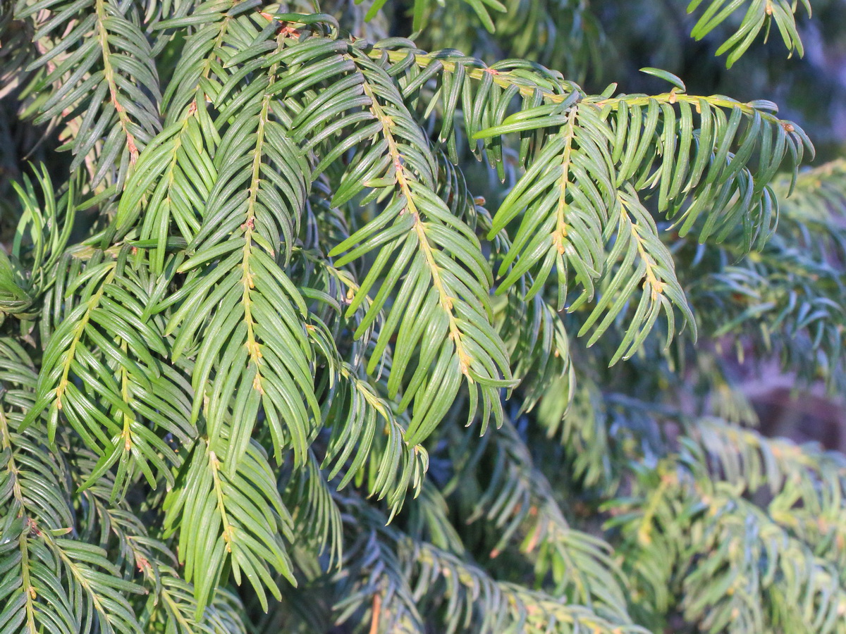 Изображение особи Taxus baccata.