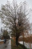 Изображение особи. Автор - Вадим Рыбаков