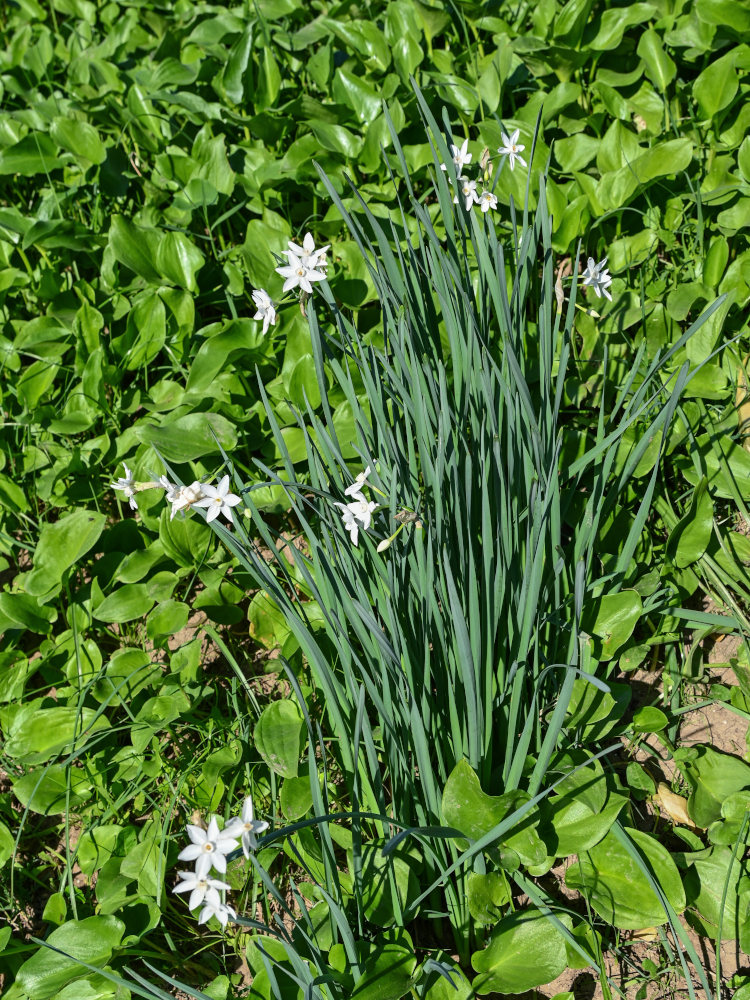 Изображение особи Narcissus papyraceus.