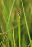 genus Eleocharis. Верхушка побега с отцветшим соцветием. Мурманская обл., Кандалакшский р-н, с. Ковда; губа Старцева, литораль. 05.08.2022.