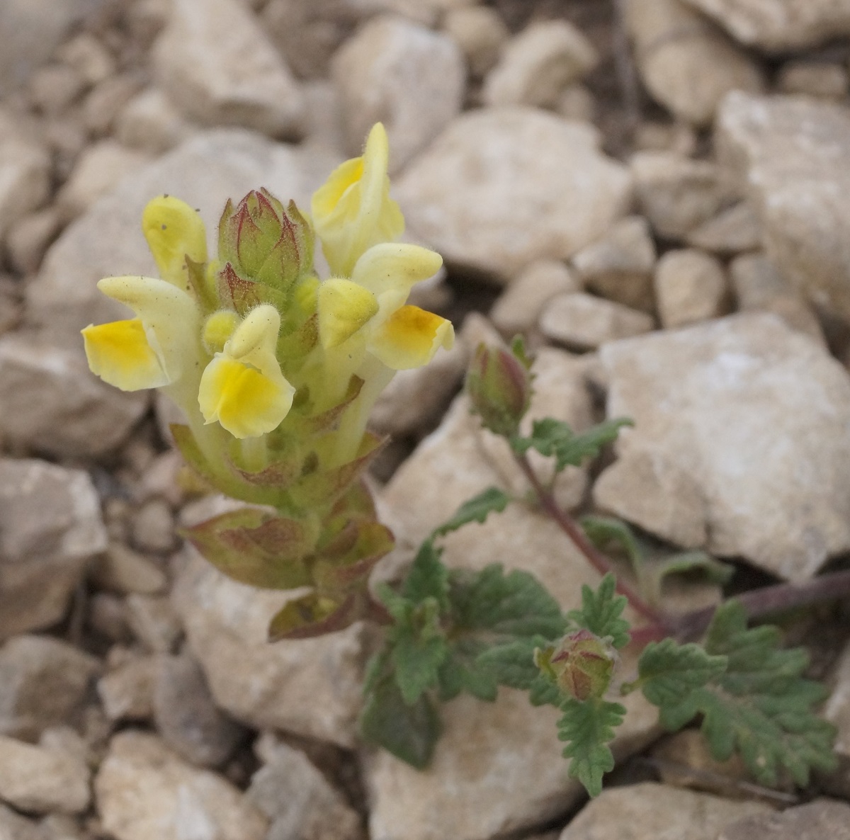 Image of Scutellaria orientalis specimen.