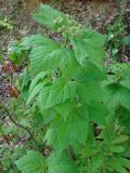 Viburnum orientale