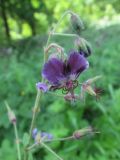 Geranium phaeum. Цветок. Беларусь, Гродненская обл., Новогрудский р-н, Ботаровский лес, снытево-гераниевый луг. 12.06.2021.