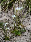 Parnassia laxmannii