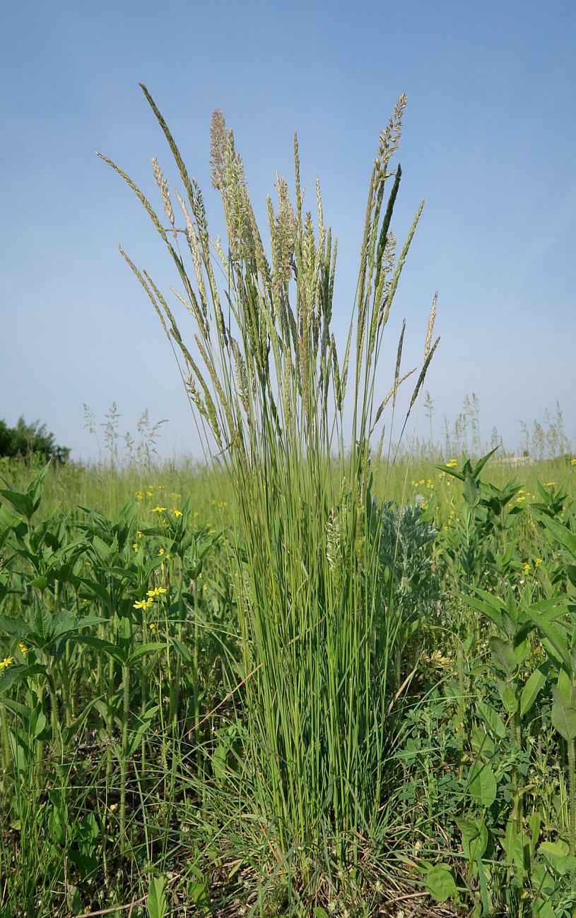 Image of Koeleria macrantha specimen.