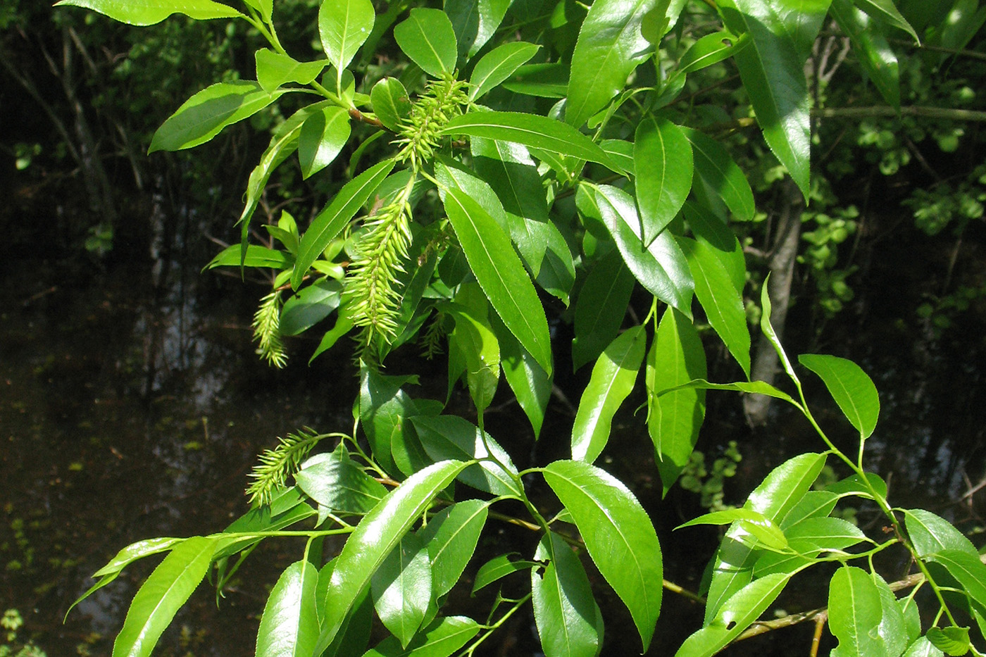 Image of Salix pentandra specimen.