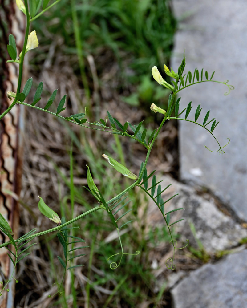 Изображение особи Vicia grandiflora.