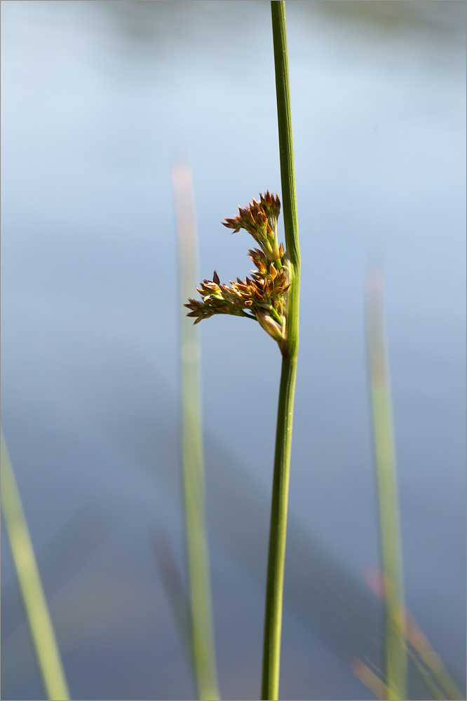 Image of Juncus effusus specimen.