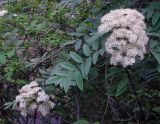 Sorbus amurensis. Ветвь с соцветиями. Владивосток, Академгородок. 3 июня 2007 г.