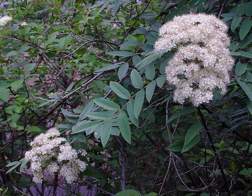 Image of Sorbus amurensis specimen.