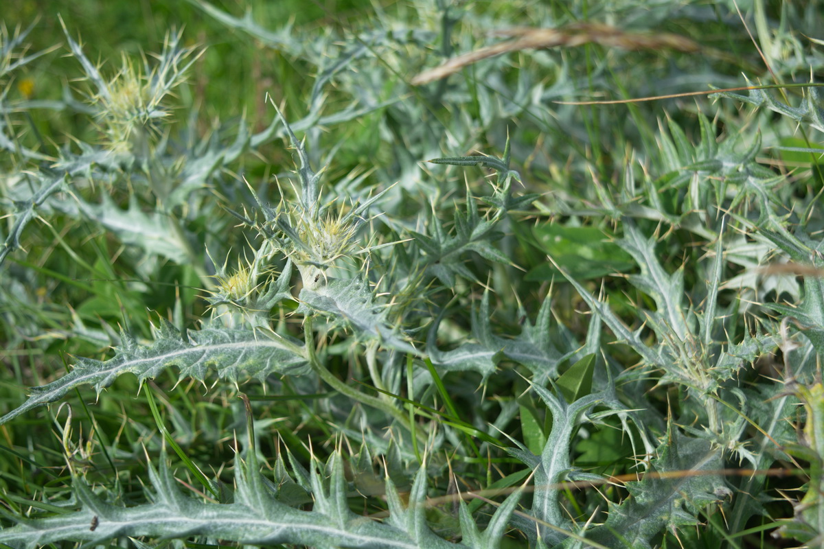 Image of genus Cirsium specimen.