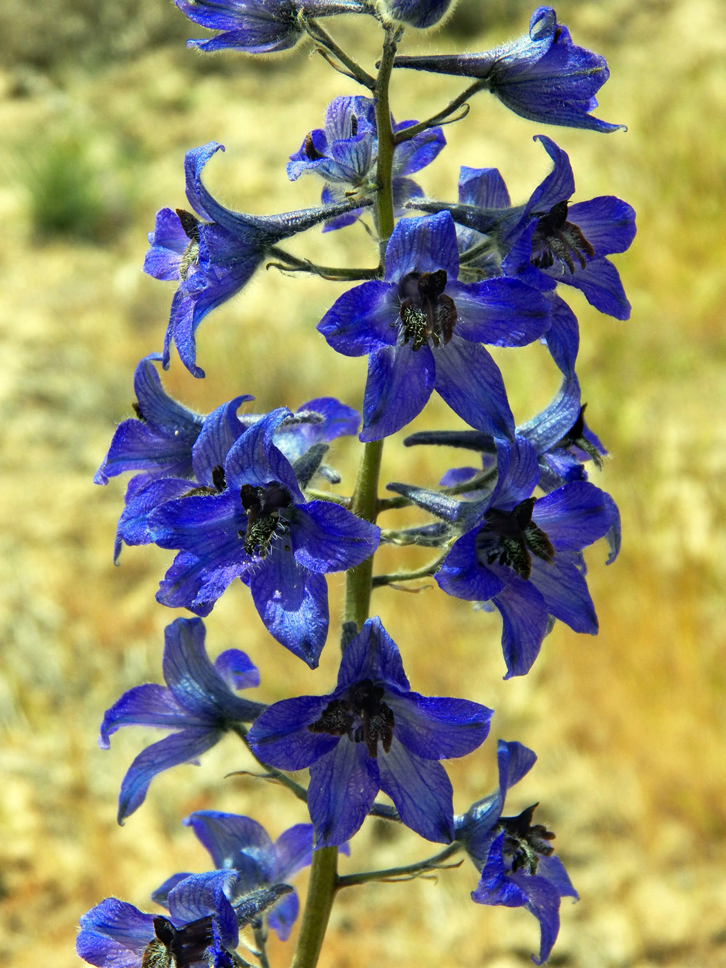 Image of Delphinium brunonianum specimen.
