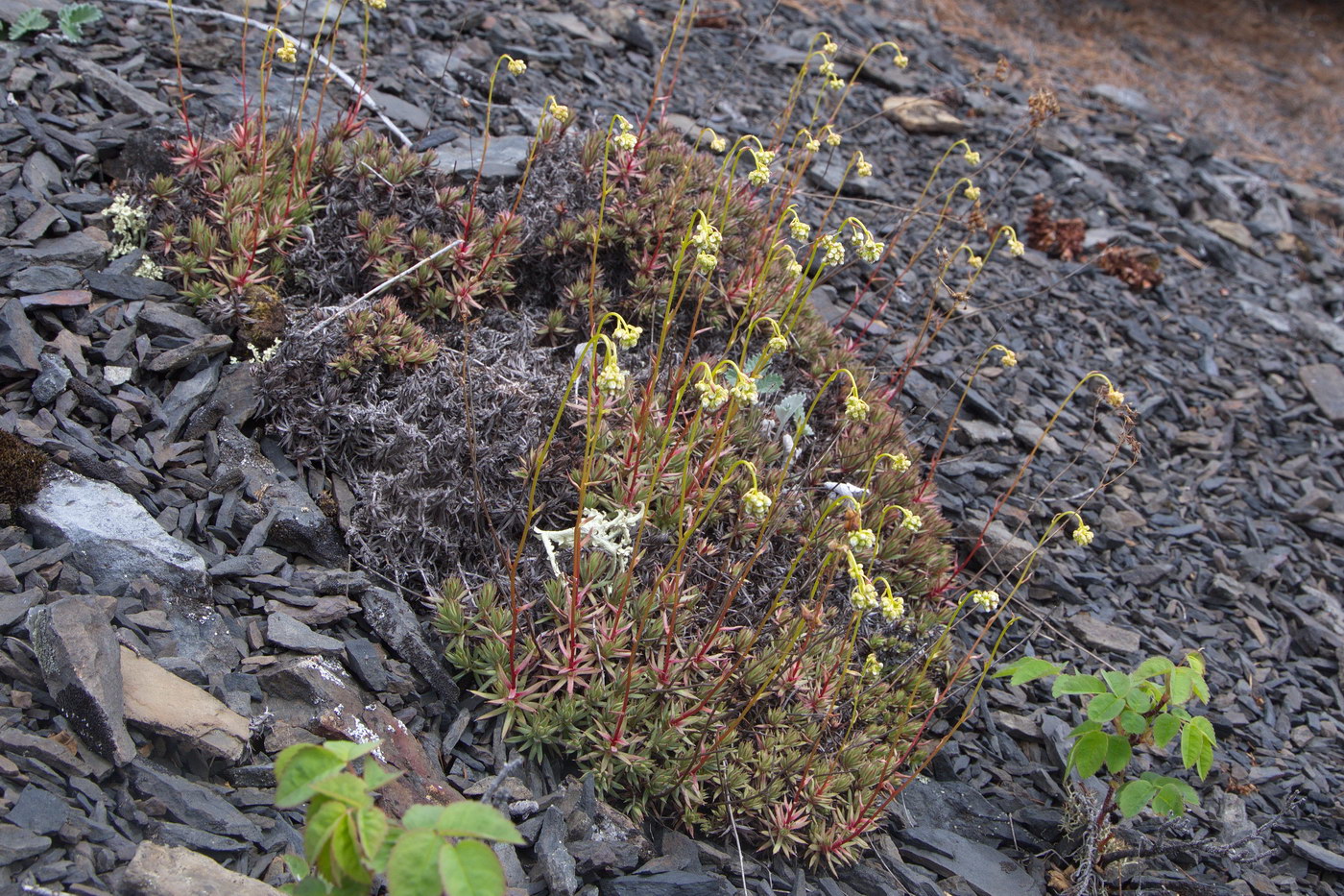 Изображение особи род Saxifraga.