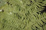 Athyrium filix-femina. Часть спороносящей вайи. Пермский край, г. Пермь, Кировский р-н, клумба, в культуре. 03.09.2023.