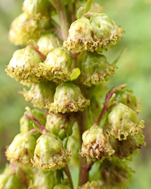 Image of Artemisia maximovicziana specimen.