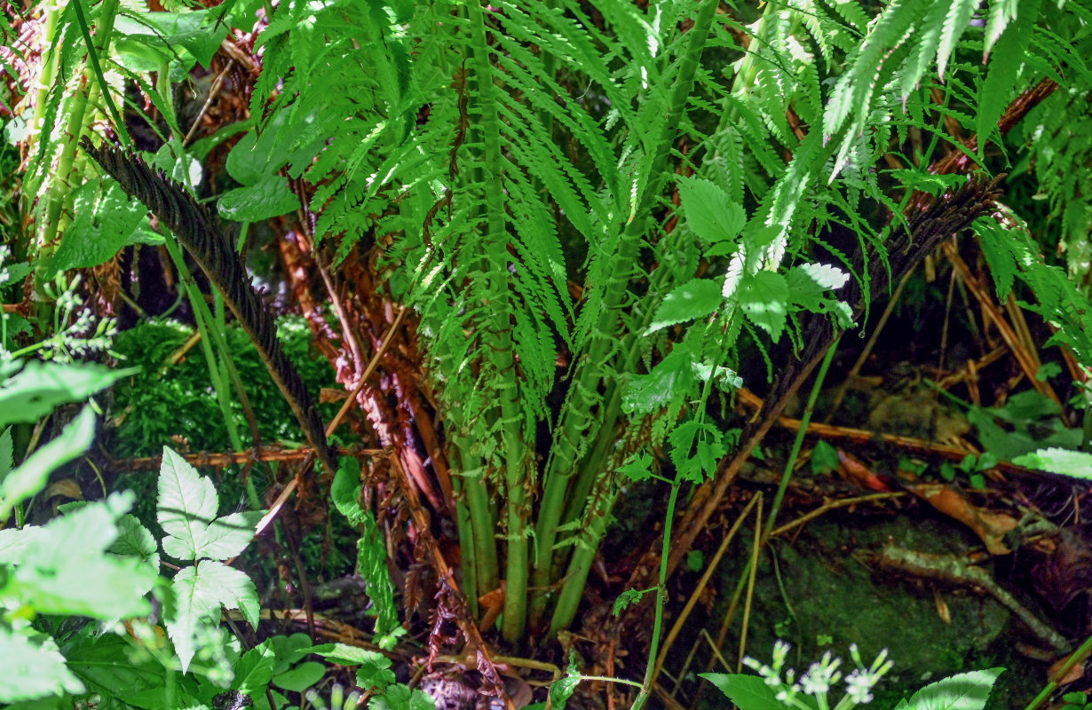 Image of Matteuccia struthiopteris specimen.